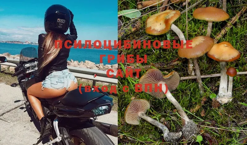 Галлюциногенные грибы Psilocybe  блэк спрут   Губкин 